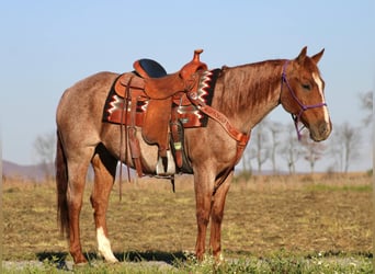 American Quarter Horse, Ruin, 12 Jaar, 152 cm, Roan-Red