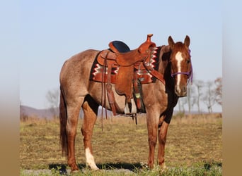 American Quarter Horse, Ruin, 12 Jaar, 152 cm, Roan-Red