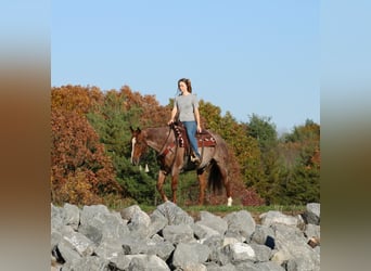 American Quarter Horse, Ruin, 12 Jaar, 152 cm, Roan-Red