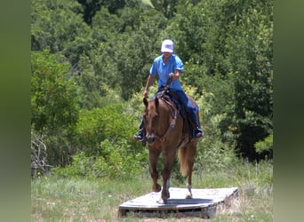 American Quarter Horse, Ruin, 12 Jaar, 152 cm, Roan-Red