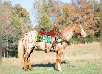 American Quarter Horse, Ruin, 12 Jaar, 152 cm, Roan-Red