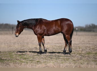 American Quarter Horse, Ruin, 12 Jaar, 152 cm, Roodbruin