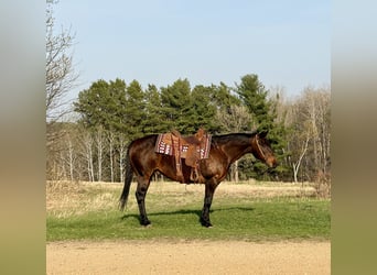 American Quarter Horse, Ruin, 12 Jaar, 152 cm, Roodbruin