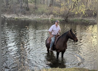 American Quarter Horse, Ruin, 12 Jaar, 152 cm, Roodbruin