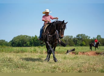 American Quarter Horse, Ruin, 12 Jaar, 152 cm, Roodbruin