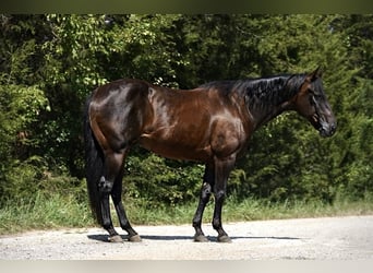 American Quarter Horse, Ruin, 12 Jaar, 152 cm, Roodbruin