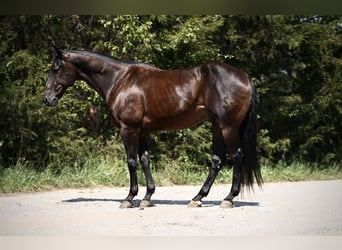 American Quarter Horse, Ruin, 12 Jaar, 152 cm, Roodbruin