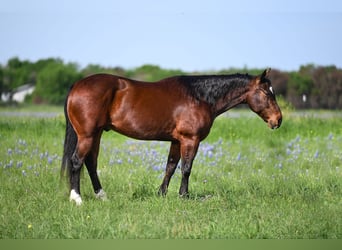 American Quarter Horse, Ruin, 12 Jaar, 152 cm, Roodbruin