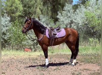 American Quarter Horse, Ruin, 12 Jaar, 152 cm, Roodbruin
