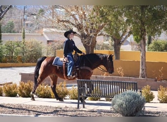 American Quarter Horse, Ruin, 12 Jaar, 152 cm, Roodbruin