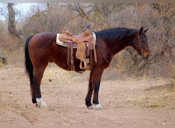 American Quarter Horse, Ruin, 12 Jaar, 152 cm, Roodbruin