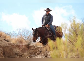 American Quarter Horse, Ruin, 12 Jaar, 152 cm, Roodbruin