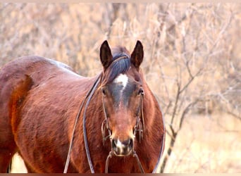 American Quarter Horse, Ruin, 12 Jaar, 152 cm, Roodbruin