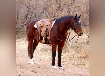 American Quarter Horse, Ruin, 12 Jaar, 152 cm, Roodbruin