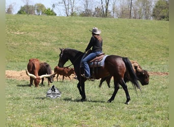 American Quarter Horse Mix, Ruin, 12 Jaar, 152 cm, Roodbruin