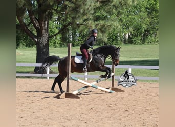 American Quarter Horse Mix, Ruin, 12 Jaar, 152 cm, Roodbruin