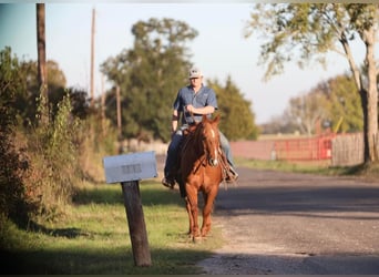 American Quarter Horse, Ruin, 12 Jaar, 152 cm, Roodvos