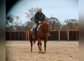 American Quarter Horse, Ruin, 12 Jaar, 152 cm, Roodvos