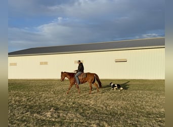 American Quarter Horse, Ruin, 12 Jaar, 152 cm, Roodvos