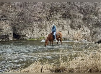 American Quarter Horse, Ruin, 12 Jaar, 152 cm, Roodvos