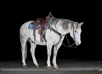 American Quarter Horse, Ruin, 12 Jaar, 152 cm, Schimmel