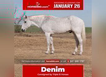 American Quarter Horse, Ruin, 12 Jaar, 152 cm, Schimmel