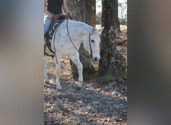 American Quarter Horse, Ruin, 12 Jaar, 152 cm, Schimmel