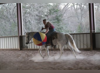 American Quarter Horse, Ruin, 12 Jaar, 152 cm, Schimmel