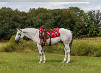 American Quarter Horse, Ruin, 12 Jaar, 152 cm, Schimmel