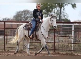 American Quarter Horse, Ruin, 12 Jaar, 152 cm, Schimmel