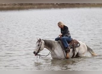 American Quarter Horse, Ruin, 12 Jaar, 152 cm, Schimmel