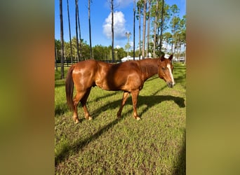 American Quarter Horse, Ruin, 12 Jaar, 152 cm, Vos