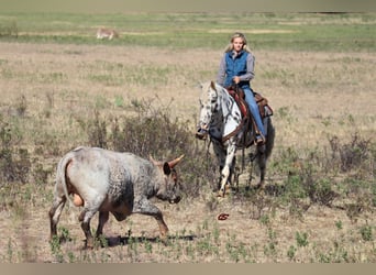 American Quarter Horse, Ruin, 12 Jaar, 152 cm, Wit