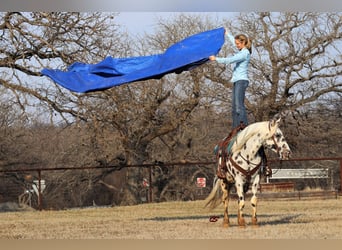 American Quarter Horse, Ruin, 12 Jaar, 152 cm, Wit