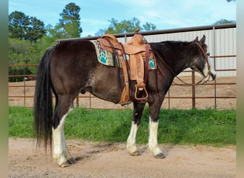 American Quarter Horse, Ruin, 12 Jaar, 152 cm, Zwart
