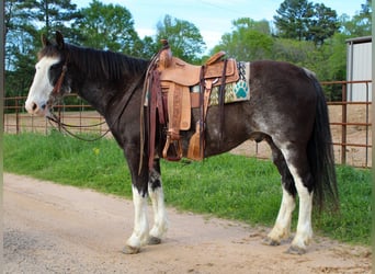 American Quarter Horse, Ruin, 12 Jaar, 152 cm, Zwart