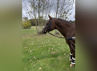 American Quarter Horse, Ruin, 12 Jaar, 154 cm, Donkere-vos