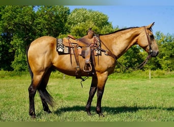 American Quarter Horse, Ruin, 12 Jaar, 155 cm, Buckskin