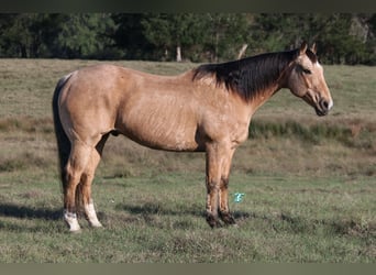 American Quarter Horse, Ruin, 12 Jaar, 155 cm, Buckskin