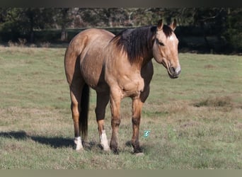 American Quarter Horse, Ruin, 12 Jaar, 155 cm, Buckskin