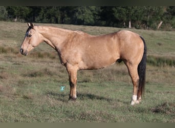 American Quarter Horse, Ruin, 12 Jaar, 155 cm, Buckskin