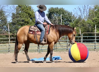 American Quarter Horse, Ruin, 12 Jaar, 155 cm, Buckskin