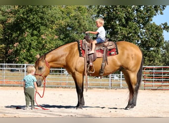 American Quarter Horse, Wallach, 12 Jahre, 155 cm, Buckskin