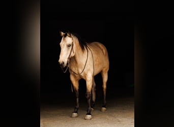 American Quarter Horse, Ruin, 12 Jaar, 155 cm, Buckskin