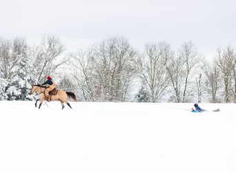 American Quarter Horse, Ruin, 12 Jaar, 155 cm, Buckskin