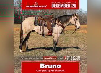 American Quarter Horse, Ruin, 12 Jaar, 155 cm, Buckskin