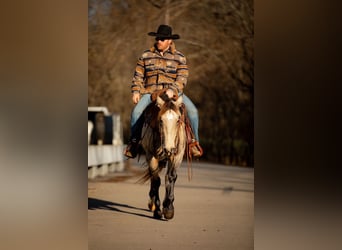 American Quarter Horse, Ruin, 12 Jaar, 155 cm, Buckskin