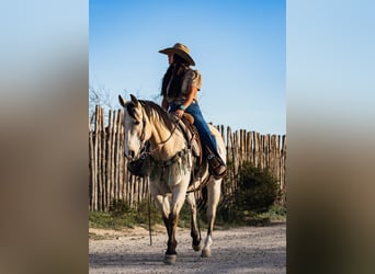 American Quarter Horse, Ruin, 12 Jaar, 155 cm, Buckskin