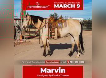 American Quarter Horse, Ruin, 12 Jaar, 155 cm, Buckskin