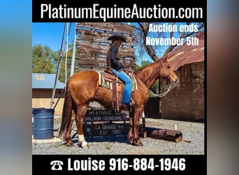 American Quarter Horse, Ruin, 12 Jaar, 155 cm, Champagne